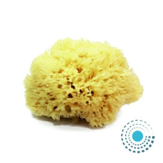 Eponge naturelle de mer Grass Moyen modèle